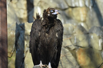 vulture