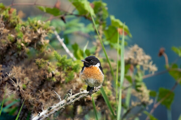male stonechat on a branch - feeling proud 