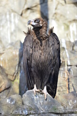 Fototapeta premium vulture