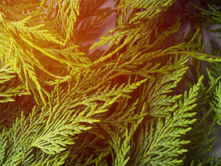 Winter green coniferous thuja branches detail on gray background
