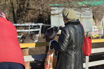feeding llamas