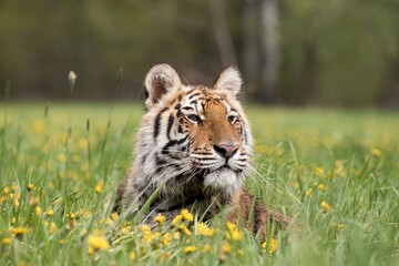 tiger in the grass