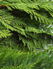 Winter green coniferous thuja branches detail on gray background