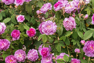 Rosa damascena, Damask rose. Rose Blush Damask, a deciduous shrub with fine fragrance
