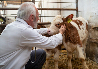 Veterinarian checking baby calf in cowshed