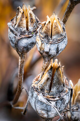Seed Pods