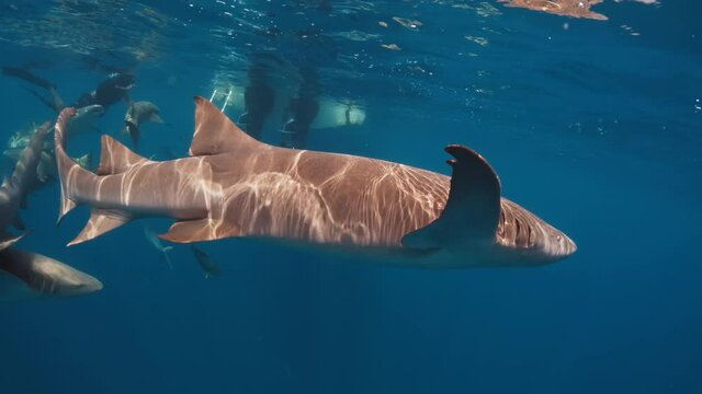 Nurse shark. Nurse sharks (Ginglymostoma cirratum) swim in the tropical sea