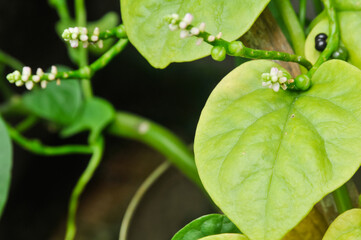flowers and green leaves