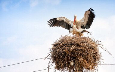 
Two storks mate for offspring in a nest located on an electric pole