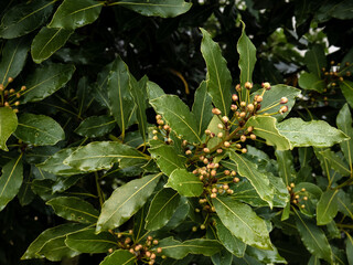 Laurel leaves (Laurus nobilis) surrounded by yellow berries growing and maturing on the tree for...