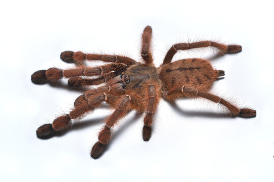 Closeup picture of the arboreal red earth tiger tarantula Phormingochilus spec. "rufus" from Java (Indonesia), a new spider species highly demanded in the pet trade.