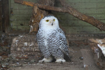 polar owl
