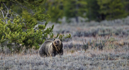 Brown grizzly bear lifts head in natural environment and sniffs air in Yellowstone National Park in...