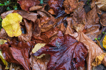 Blätter in Herbstfärbung auf dem Gehweg