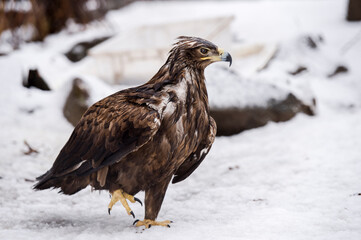 steppe eagle
