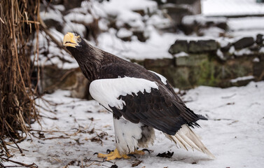 white - winged eagle