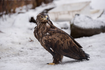 steppe eagle