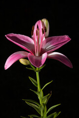 pink lily on black