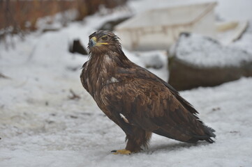 steppe eagle
