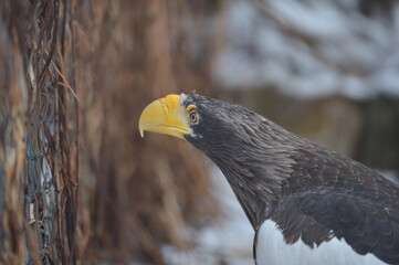 white - winged eagle