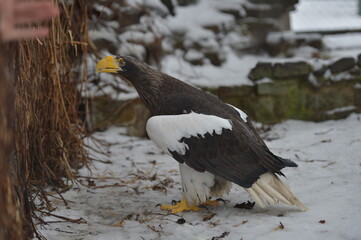 white - winged eagle