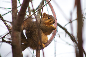 fauna de Oregon