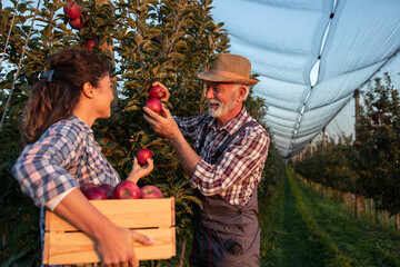 Farmers harvesting apples in orchard