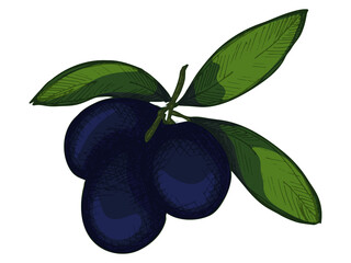 Vector olive branch illustration. Colorful hand drawn eco food clip art isolated on white background. For print, web, design, decor.