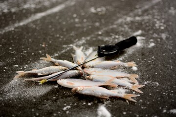 Winter fishing on the river, roach and perch fishing. 
