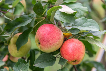 Red apple on the tree