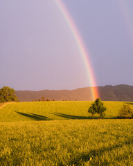Rainbow while sunset on a field behind a tree with mountains in the background