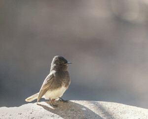A Black Phoebe (Sayornis nigricans) perches on a rock in Franklin Canyon, Beverly Hills, CA.