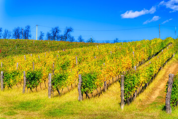 Naklejka premium Vineyard during sunny autumn day. 