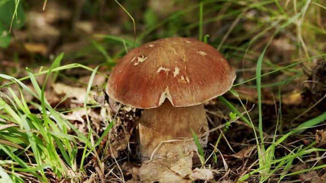 Brown cap boletus mushroom on autumn landscape background.