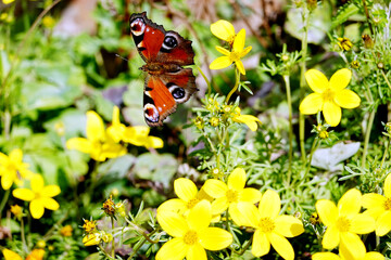 Tagpfauenauge auf einem Husarenknopf