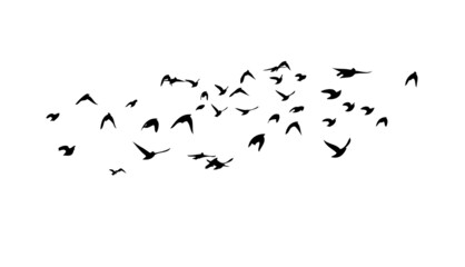 a flock of birds flying off. black and white vector illustration
