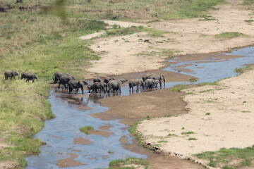 elephants cross the river