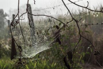 A spider's web in a bush on the farm.