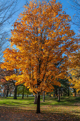Tree with orange leaves starting to fall during the autumn season at High Park, Toronto, Canada