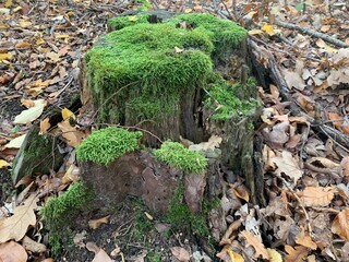 Baumstumpf im Wald mit Moos