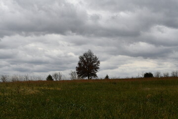 Fototapeta na wymiar Lone Tree Under a Cloudy Sky