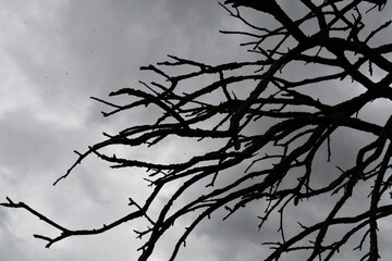 Bare Tree Branches