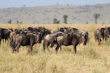 Naklejka na ściany i meble wildebeest in serenghetti