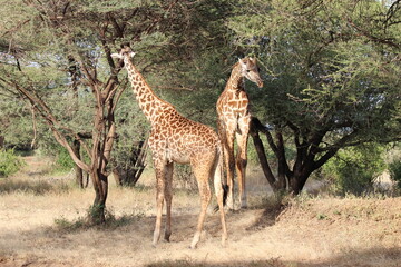 giraffe in the savannah