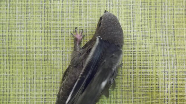 The Common Swift ,Apus apus, is the swift which is more abundant in the cities and towns of Europe