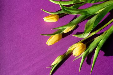 Yellow tulips on a purple background. Spring bouquet, flat lay with copy space.