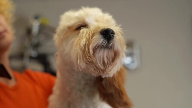 Close-up of female groomer drying head of funny curly Labradoodle dog with hair dryer and brushing with comb after bathing at grooming salon. Woman pet hairdresser doing hairstyle, slow motion.