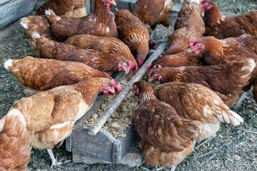 Beautiful brown hens are eating grain on the domestic farmyard. Natural organic household concept