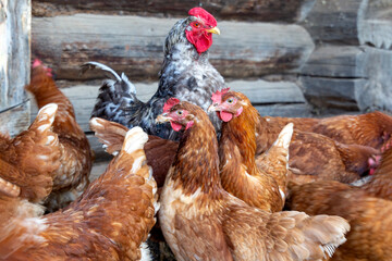 Beautiful gray rooster surrounded by many brown hans on the domestic farmyard. Natural organic household concept