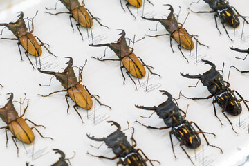 Big collection of beetles with description on the white background. Entomology insect assemblage...